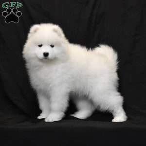 Symantha, Samoyed Puppy